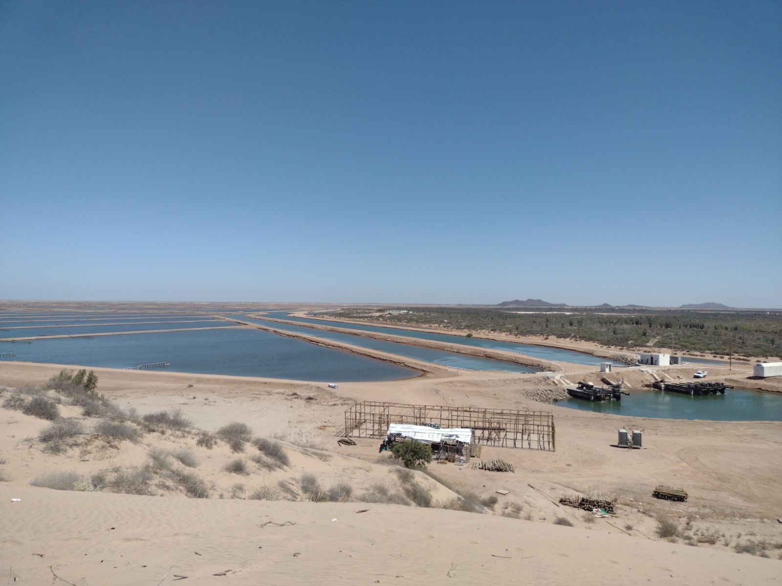 Se mantiene Sonora dentro de los principales productores de camarón de cultivo en el 2023